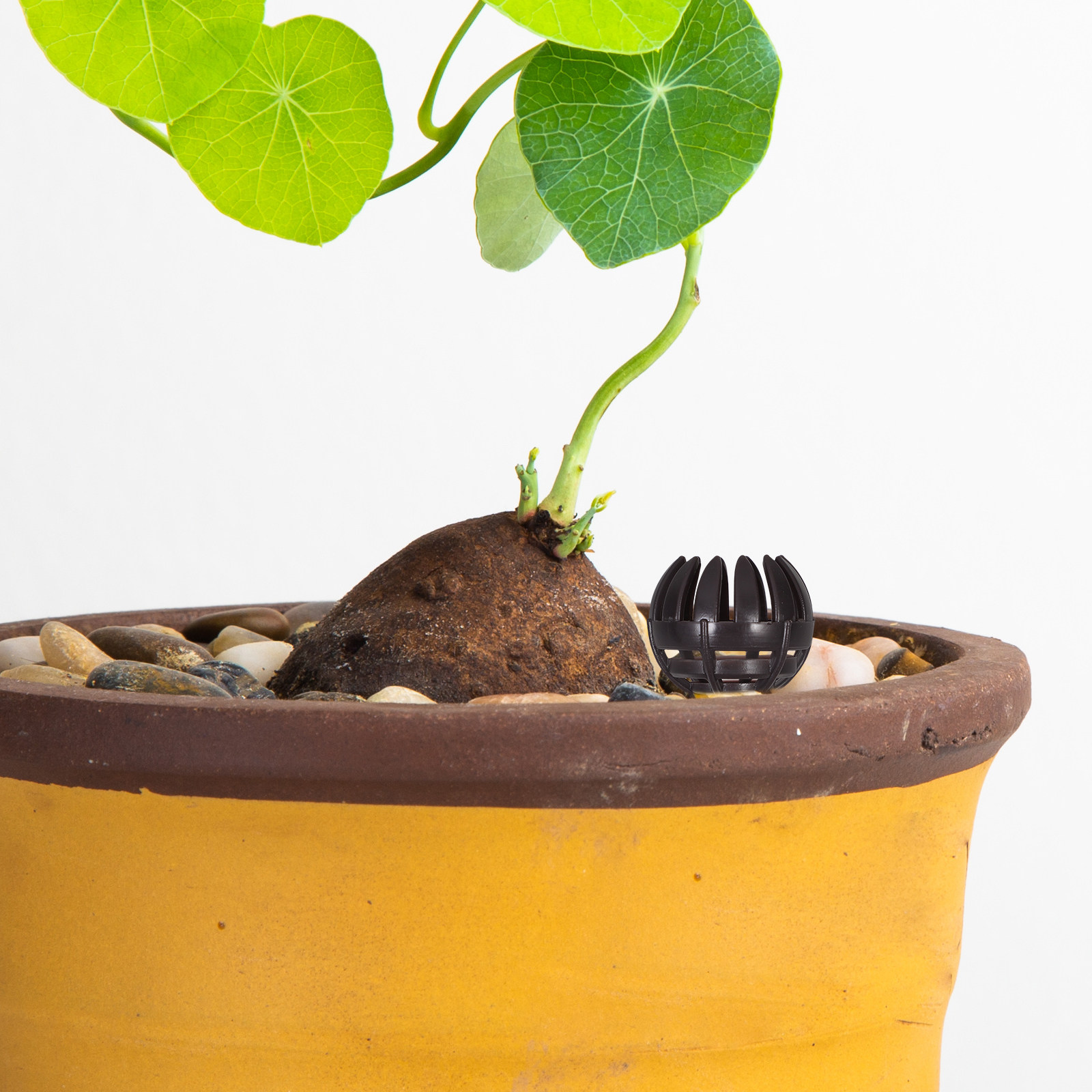 20Pcs Bonsai Fertilizer Basket - مراجعة Nutrition & Fitness Coaching Fulham وسعره