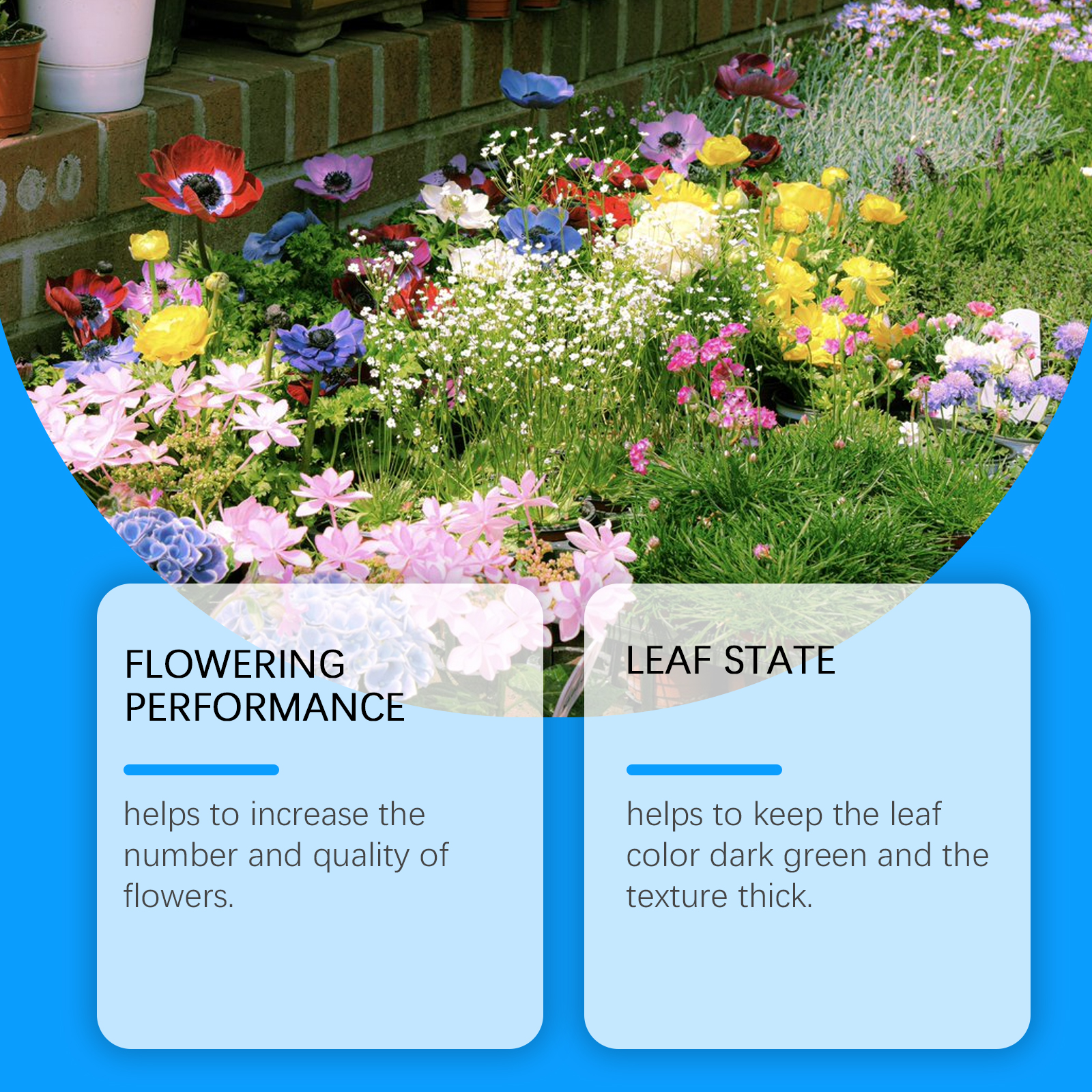Flower Nutrient Solution Liqui - مراجعة Nutrition & Fitness Coaching Fulham وسعره