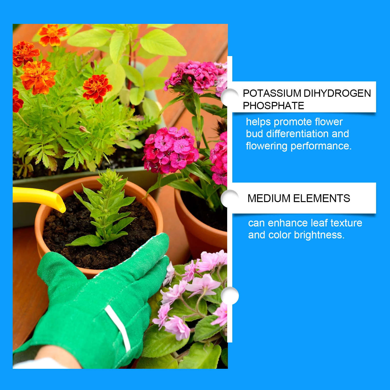 Flower Nutrient Solution Liqui - مراجعة Nutrition & Fitness Coaching Fulham وسعره